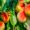 格德林区的学校将获得免费的果树来建造果园