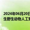 2024年06月20日快讯 阜阳东北虎死亡事件后，全国开展陆生野生动物人工繁育专项整治