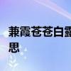 兼霞苍苍白露为霜所谓伊人在水一方是什么意思