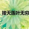 接天莲叶无穷碧 映日荷花别样红是什么季节